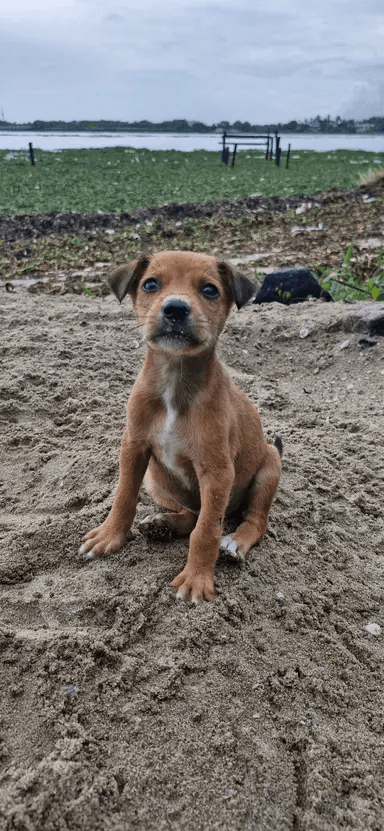 A cute brown puppy sitting on the sand by the water